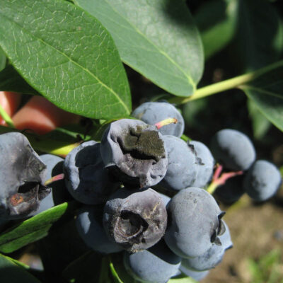 Alternaria Fruit Rot — Alternaria Fruit Rot