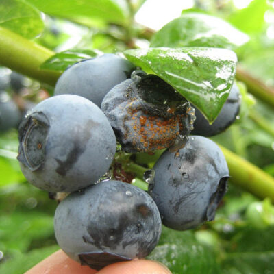 Anthracnose Fruit Rot — Anthracnose