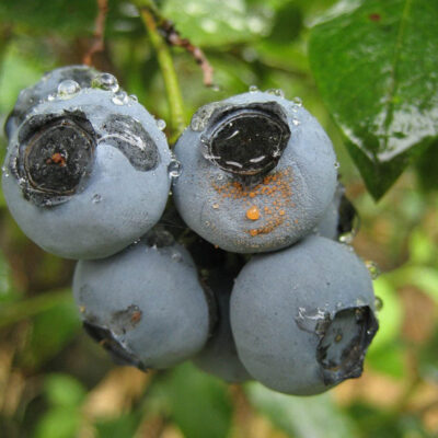 Anthracnose Fruit Rot — Anthracnose