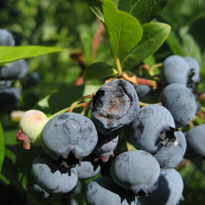 Anthracnose Fruit Rot — Anthracnose
