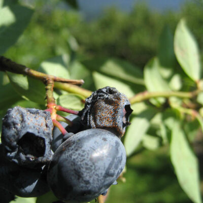 Anthracnose Fruit Rot — Anthracnose