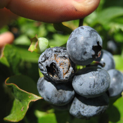Anthracnose Fruit Rot — Anthracnose