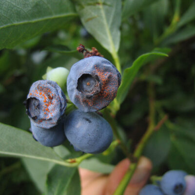 Anthracnose Fruit Rot — Anthracnose