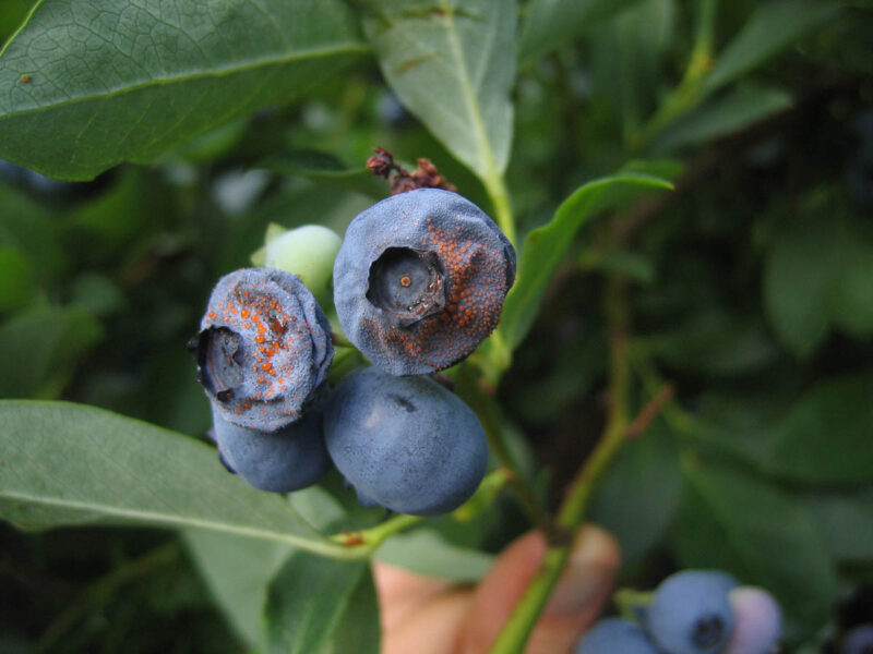 Anthracnose