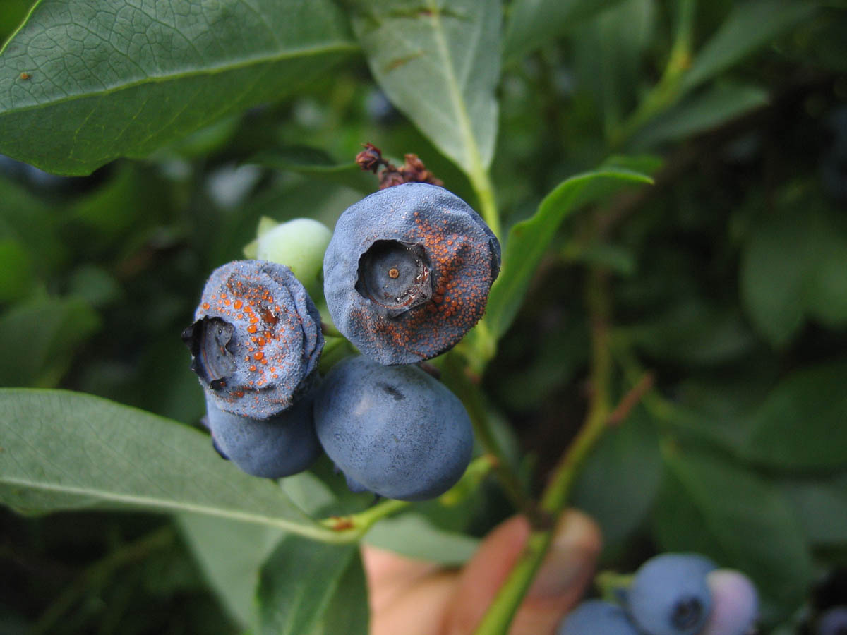 Anthracnose