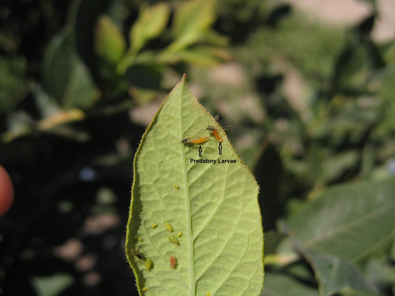 Aphid Midges
