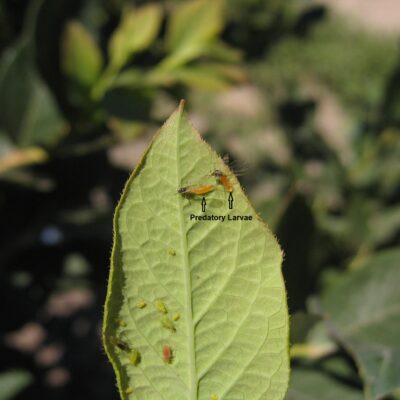 Aphid Midges — Aphid Midges