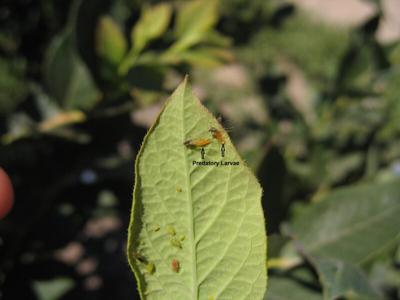 Aphid Midges