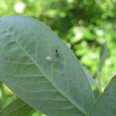 Aphid Parasitoids — Aphid Parasitoids