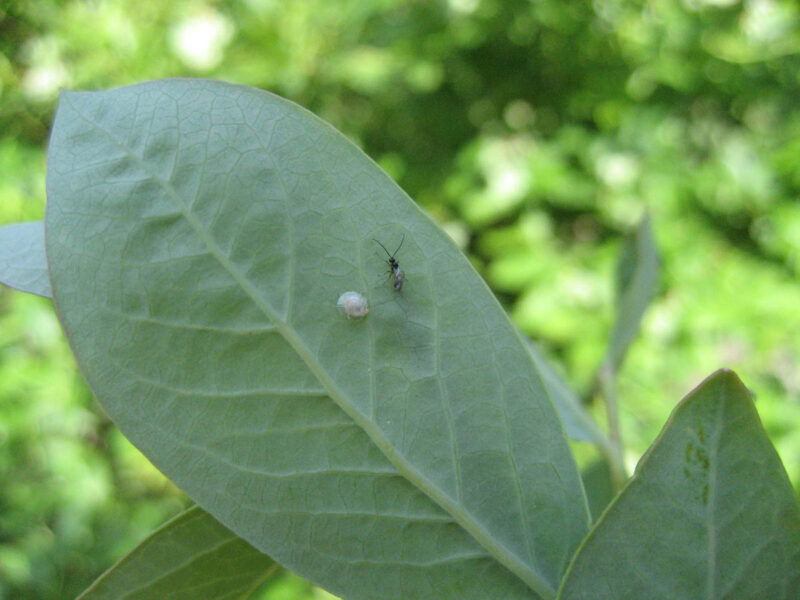 Aphid Parasitoids