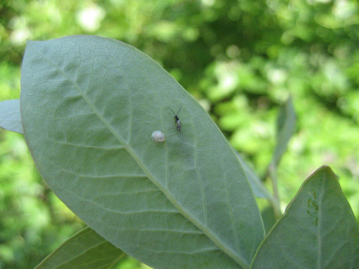 Aphid Parasitoids