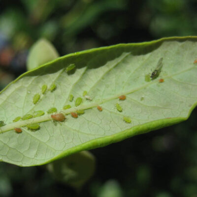 Aphid Colony — Aphids