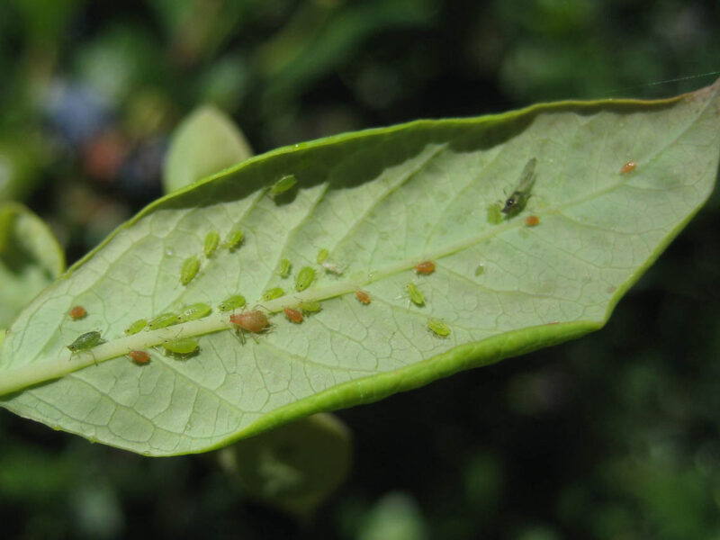 Aphids