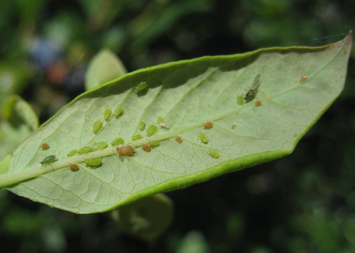 Aphids