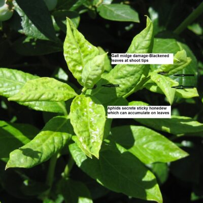 Aphid And Gall Midge Damage In Blueberry — Aphids