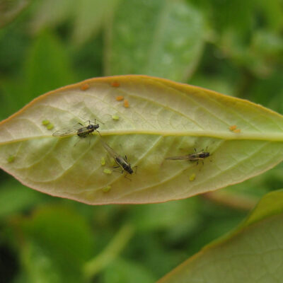Aphid Nymphs And Winged Adults — Aphids