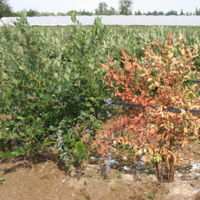 Armilaria Root Rot — Armillaria Root Rot