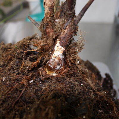 Armilaria Infected Crown — Armillaria Root Rot