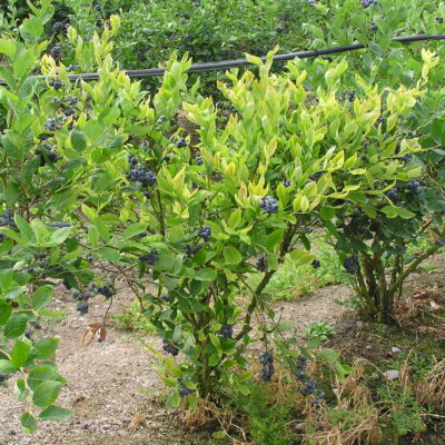 Armilaria Root Rot — Armillaria Root Rot