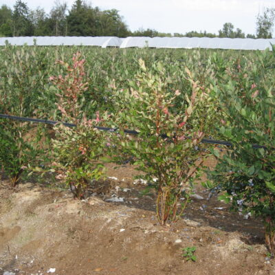 Armilaria Root Rot — Armillaria Root Rot