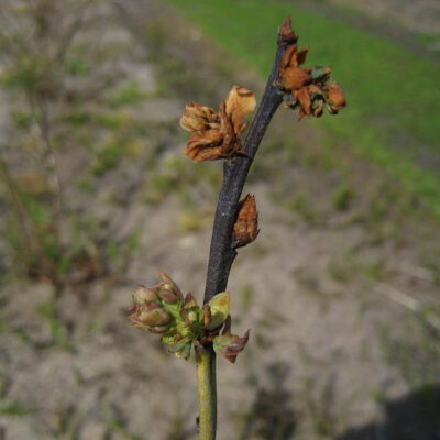 Bacterial Blight — Bacterial Blight