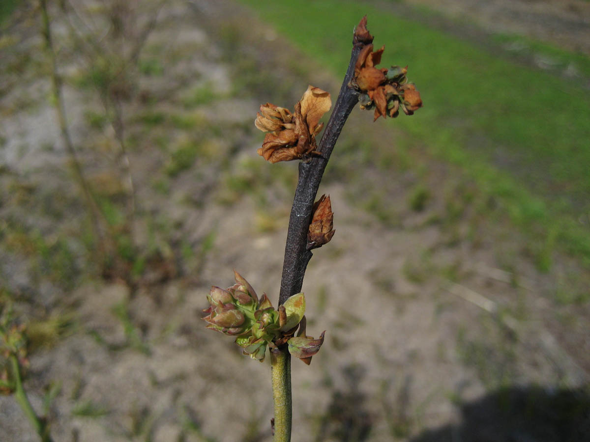 Bacterial Blight