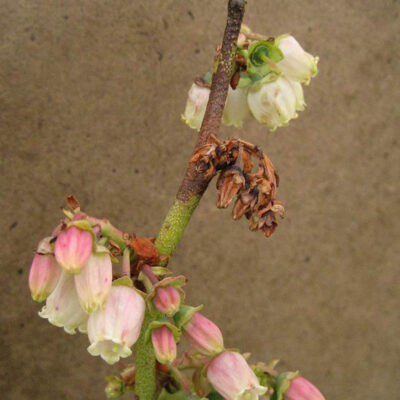 Bacterial Blight — Bacterial Blight