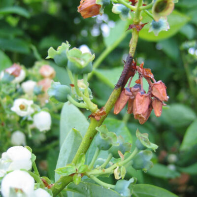 Bacterial Blight — Bacterial Blight