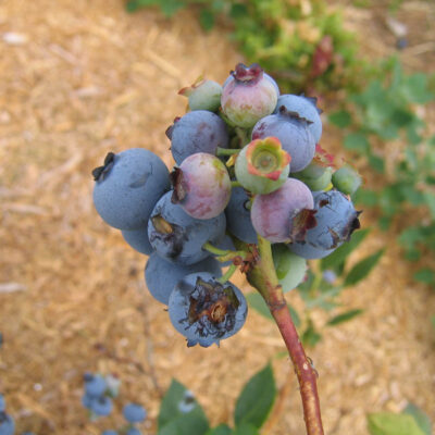 Bird Damage — Vertebrate Pests