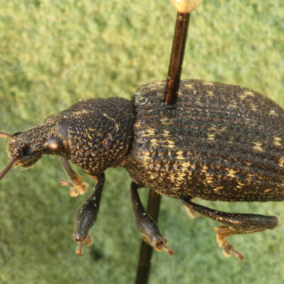 Black Vine Weevil — Weevils
