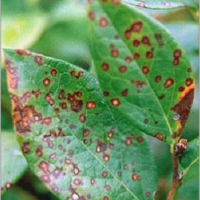 Blueberry Leaf Rust — Blueberry Leaf Rust
