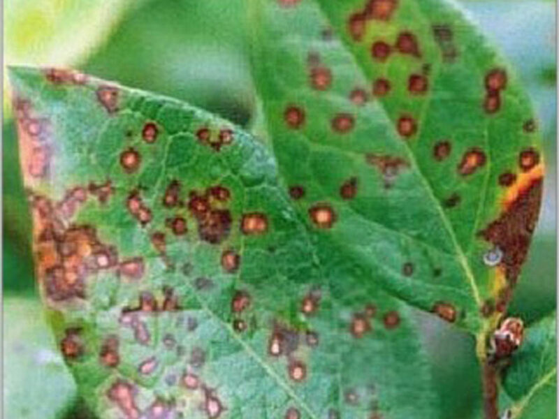 Blueberry Leaf Rust