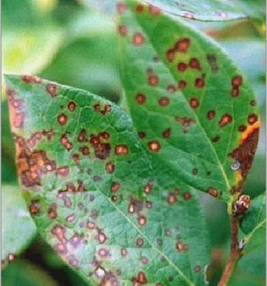 Blueberry Leaf Rust