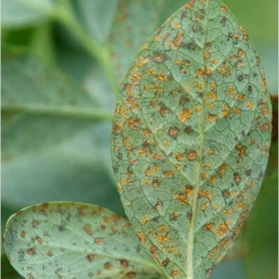 Blueberry Leaf Rust — Blueberry Leaf Rust