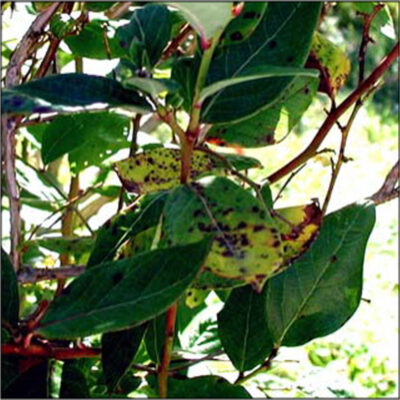 Blueberry Leaf Rust — Blueberry Leaf Rust