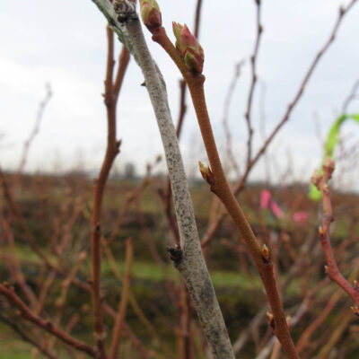 Botrytis Twig Blight — Botrytis Blight and Fruit Rot