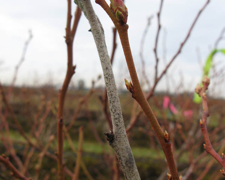 Botrytis Blight and Fruit Rot