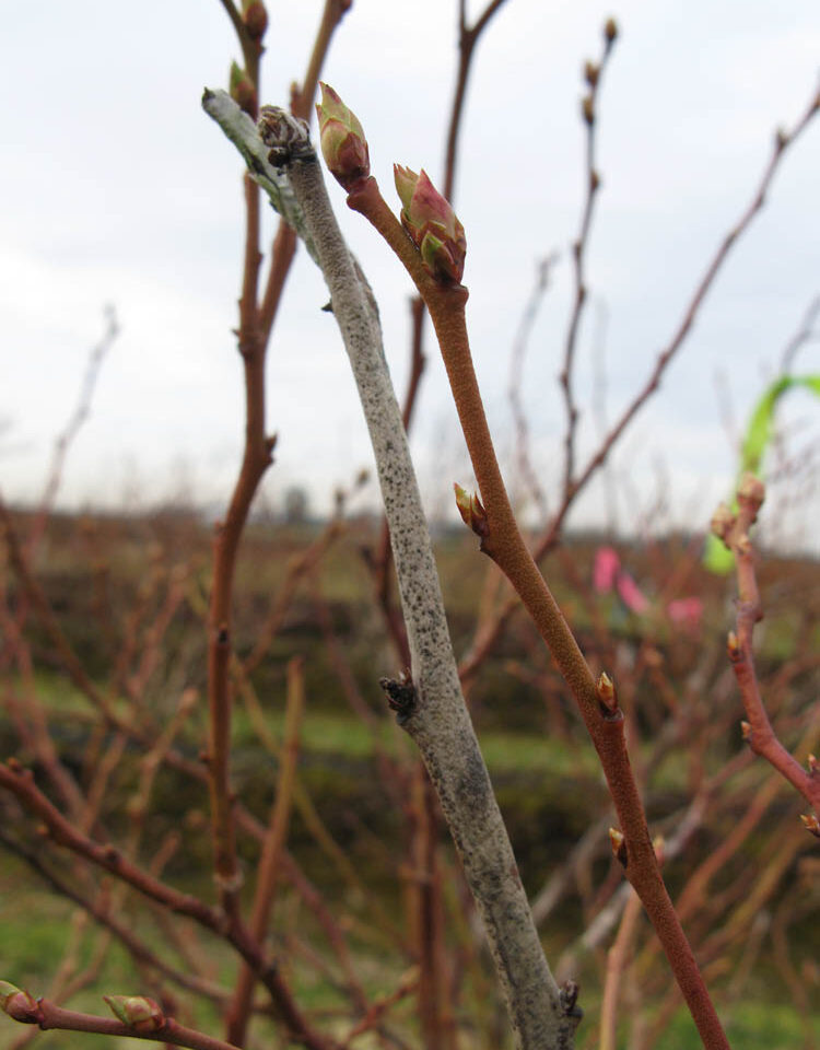 Botrytis Blight and Fruit Rot
