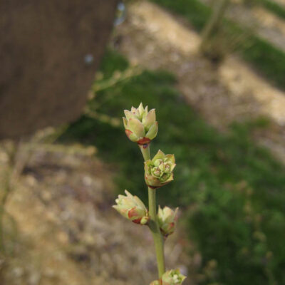 Bud Break — Bud Break