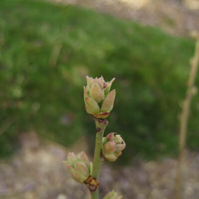 Bud Break — Bud Break