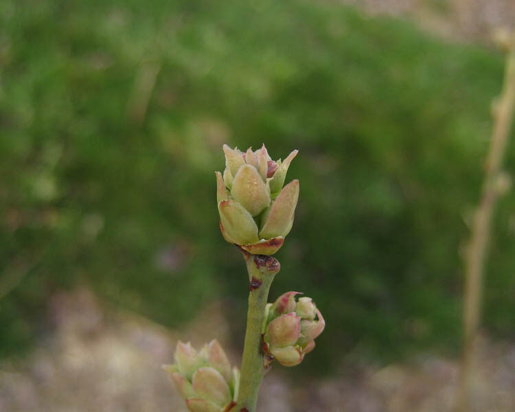 Bud Break
