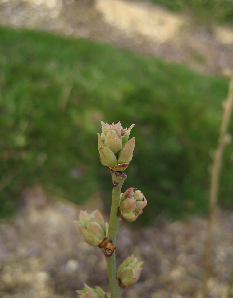 Bud Break