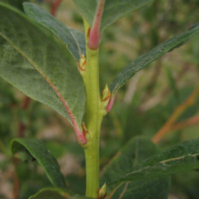 Bud Set At Leaf Nodes — Bud Set