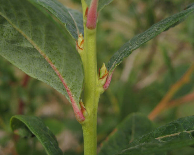 Bud Set