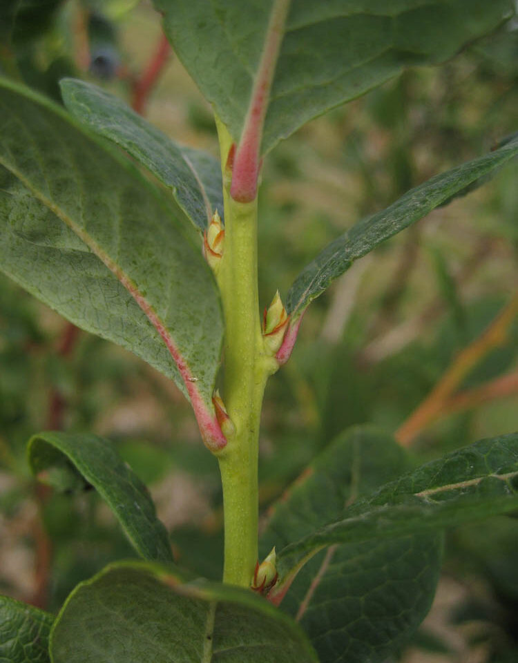 Bud Set