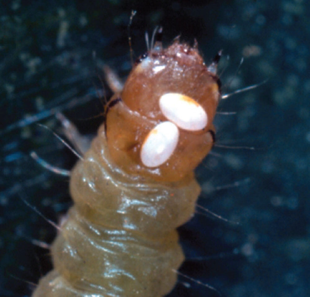 Caterpillar Parasitoids