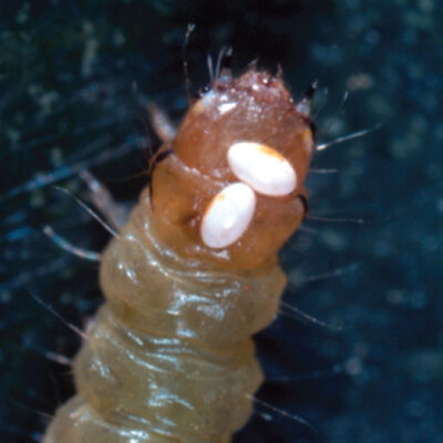 Caterpillar Parasitoids. Fly eggs attached to the head of larva. — Caterpillar Parasitoids