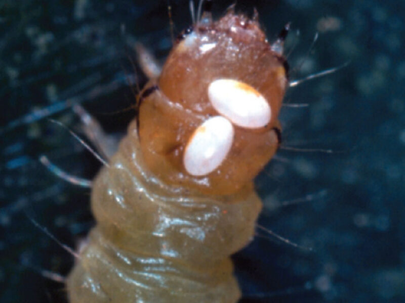 Caterpillar Parasitoids