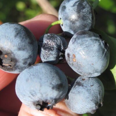 Cherry Fruitworm Damage — Caterpillars – Fruit Feeding
