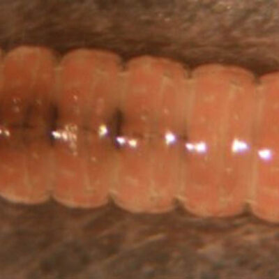 Cherry Fruitworm — Caterpillars – Fruit Feeding
